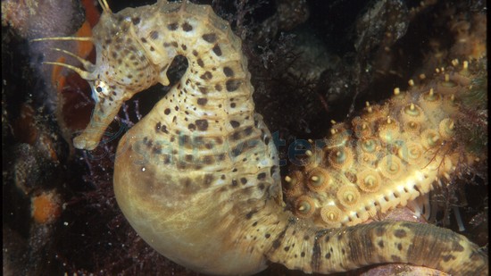 Pot-Bellied Seahorse - Captive Bred